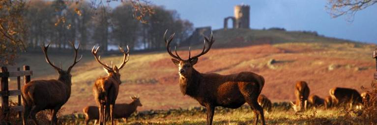 Bradgate Park