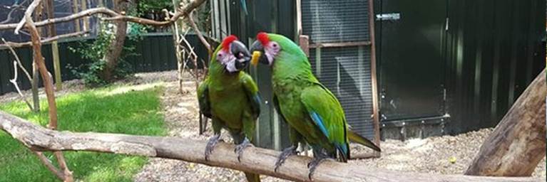 Tropical Birdland 